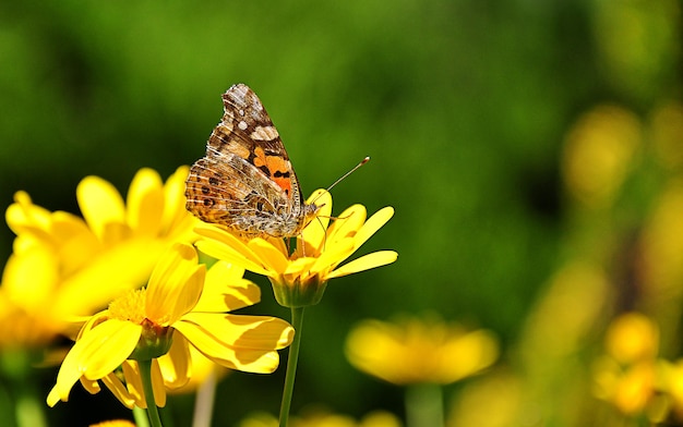 Close-up d'un papillon sur une fleur jaune