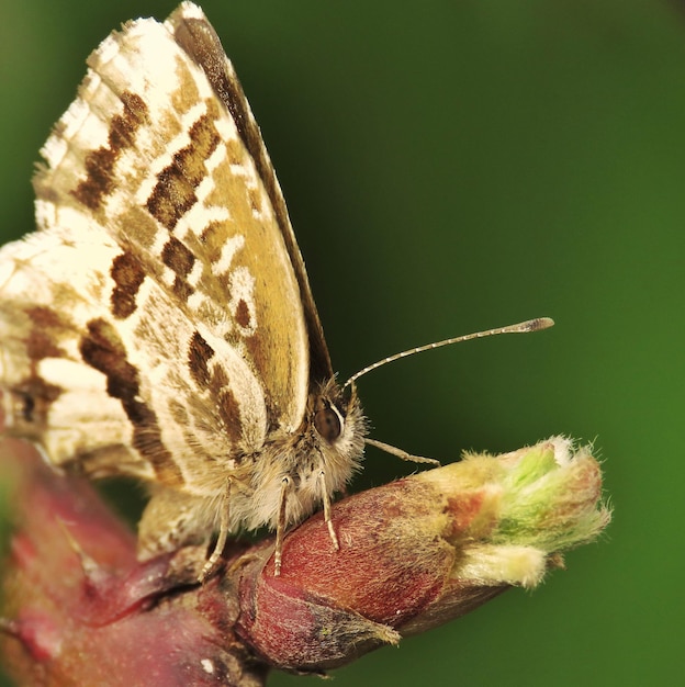 Photo close-up d'un papillon sur une fleur