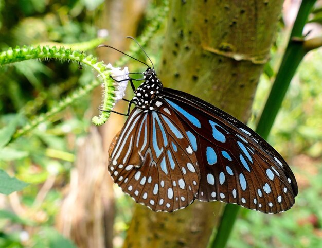 Photo close-up d'un papillon sur une fleur