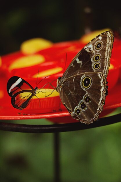 Photo close-up d'un papillon sur une fleur