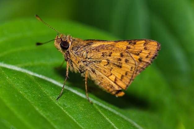 Close up papillon insecte sur feuille verte