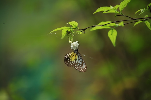Close-up d'un papillon sur une plante