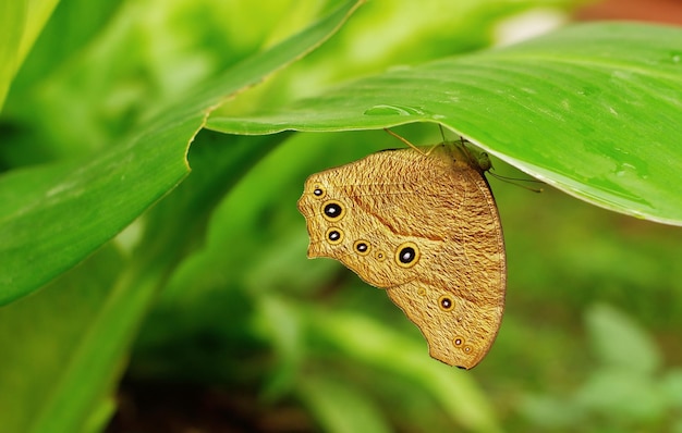 Photo close-up d'un papillon sur une plante