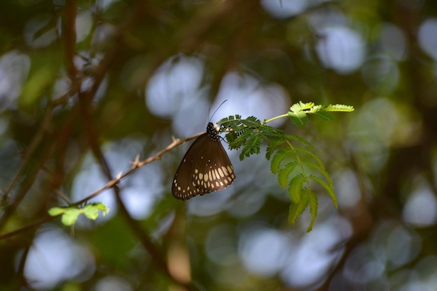 Close-up d'un papillon sur une plante