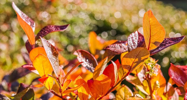 Photo close-up d'un papillon sur une plante