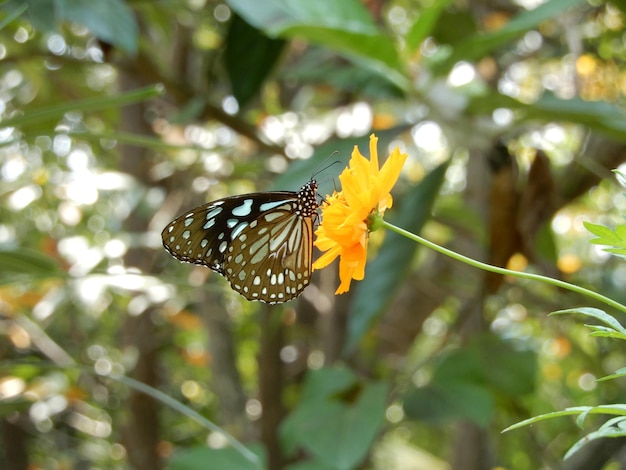 Close-up d'un papillon pollinisant une fleur au Kerala, en Inde