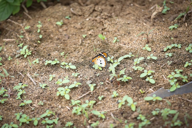 Photo close-up d'un papillon sur le terrain