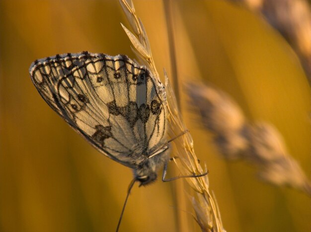 Close-up d'un papillon sur la tige