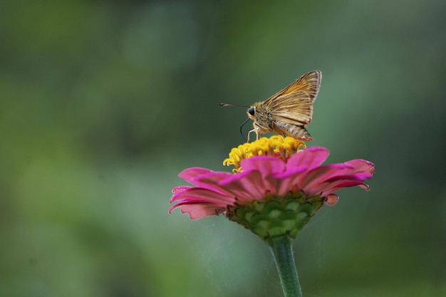 Close-up d'un papillon en train de polliniser une fleur rose