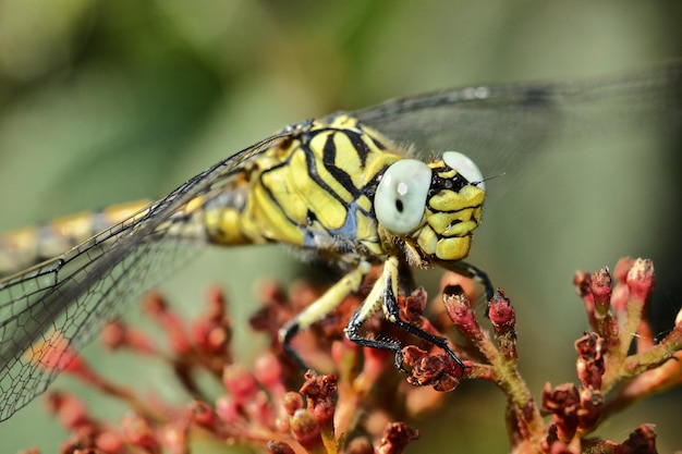 Photo close-up d'un papillon en train de polliniser une fleur