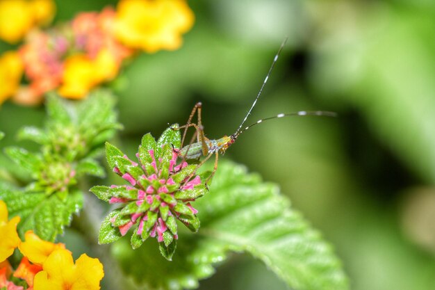 Close-up d'un papillon en train de polliniser une fleur