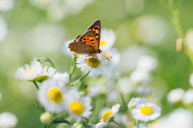 Close-up d'un papillon en train de polliniser une fleur