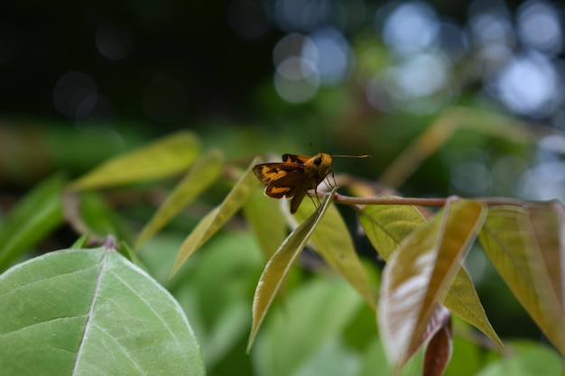 Close-up d'un papillon en train de polliniser une plante