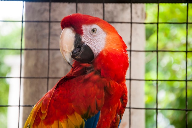 Close-up d'un perroquet dans une cage