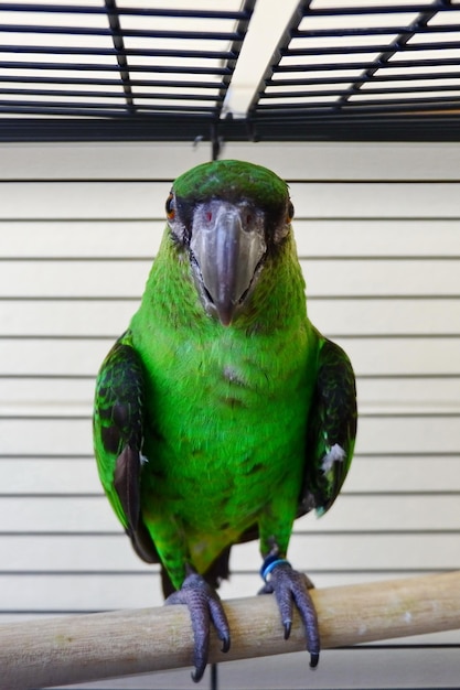 Close-up d'un perroquet perché dans une cage