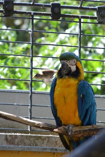 Photo close-up d'un perroquet perché sur du métal dans une cage au zoo