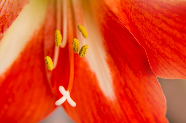 Close-up pétale de fleur rouge et pistil avec étamine