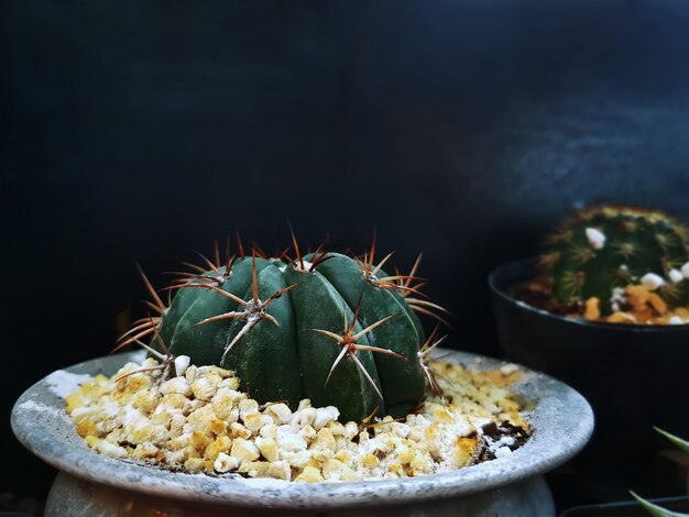 Close-up Petit Cactus épineux Décoratif En Pot Avec Des Pierres De Gravier