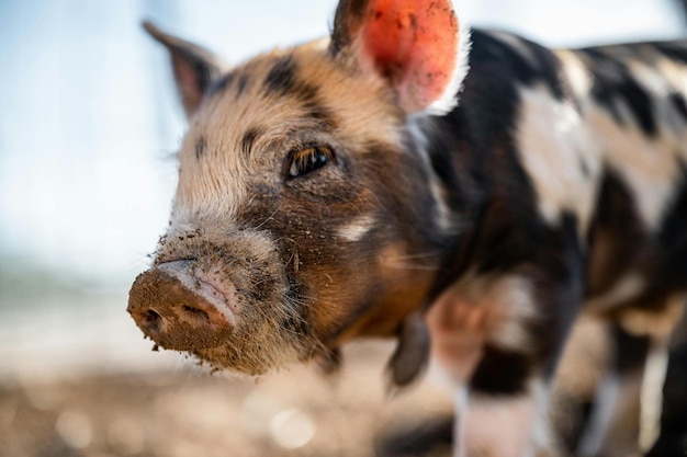 Photo close-up d'un petit cochon avec un museau en désordre et une fourrure tachetée regardant loin dans la campagne en rétro-éclairage