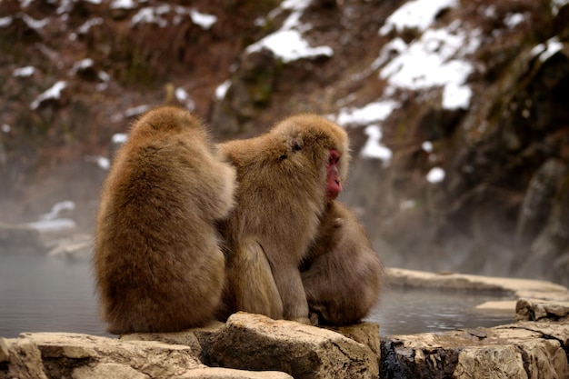 Photo close-up d'un petit groupe de macaques japonais pendant la saison hivernale jigokudani