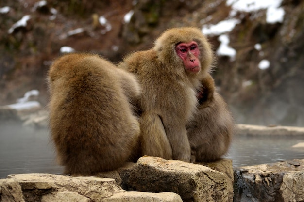 Photo close-up d'un petit groupe de macaques japonais pendant la saison hivernale jigokudani