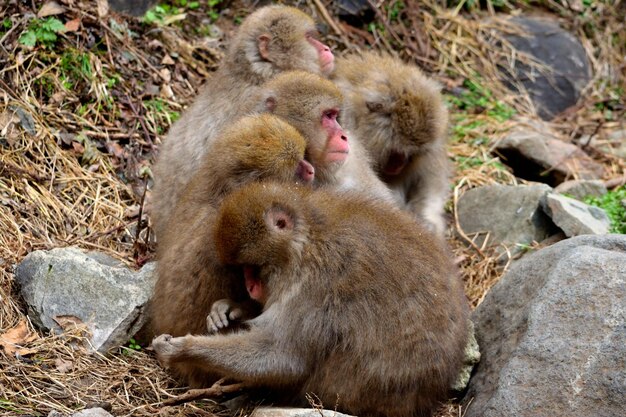 Close-up d'un petit groupe de macaques japonais pendant la saison hivernale Jigokudani