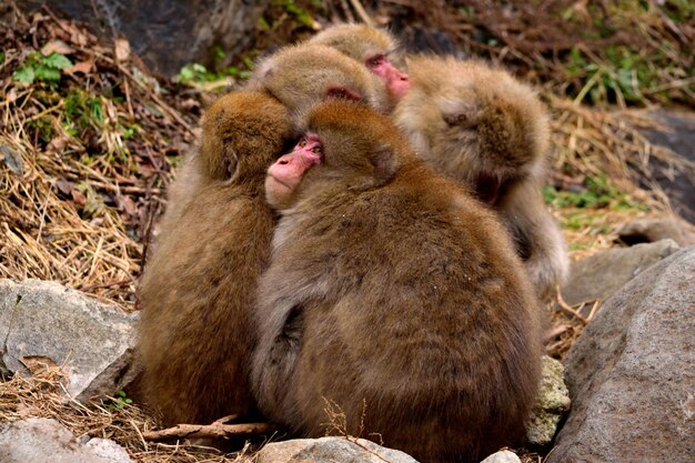 Photo close-up d'un petit groupe de macaques japonais pendant la saison hivernale jigokudani