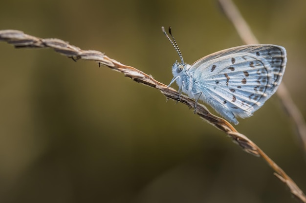 Close up petit papillon blanc sur l'herbe