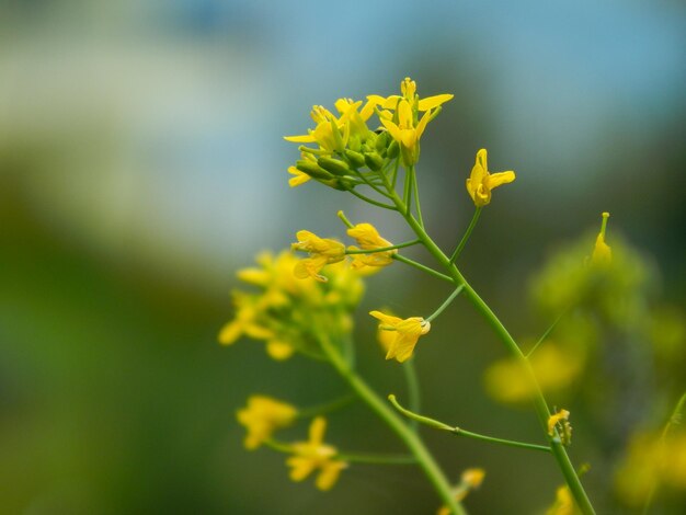 Close up petite fleur jaune