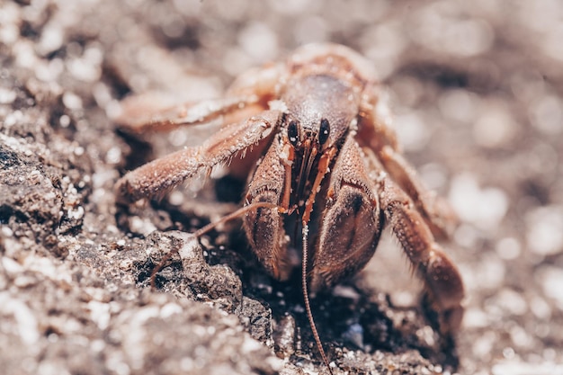 Close up de petits bernard-l'ermite marchant sur la roche volcanique couverte de sable dans une plage au Costa Rica