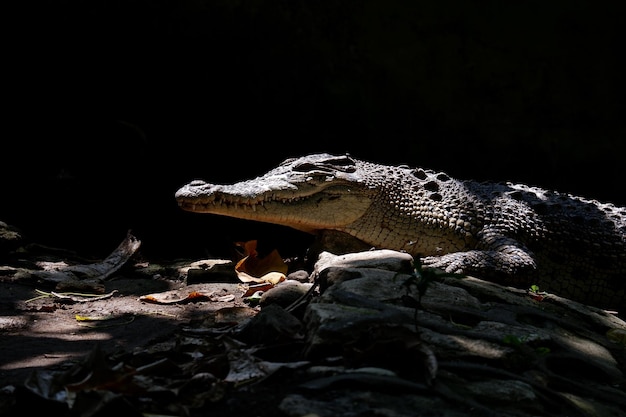 Close up photo de crocodile avec fond noir