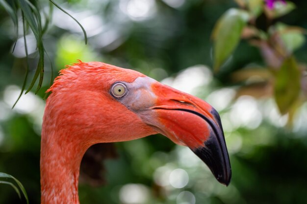 Close up photo d'un flamant rose