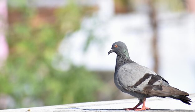 Photo close-up d'un pigeon perché sur une balustrade