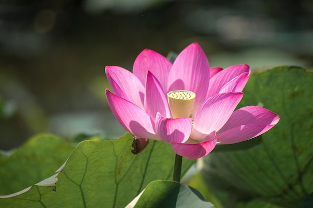 Close up Pink Lotus (Nelumbo nucifera Gaertn.) dans le lac, pétales roses-blancs colorés avec fond de nature verte