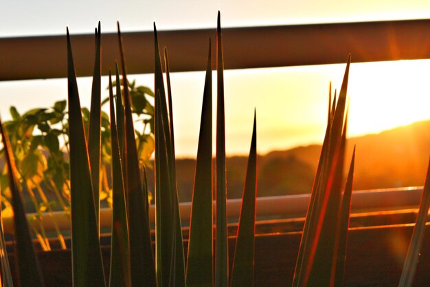 Photo close-up d'une plante sur le balcon contre le ciel au coucher du soleil