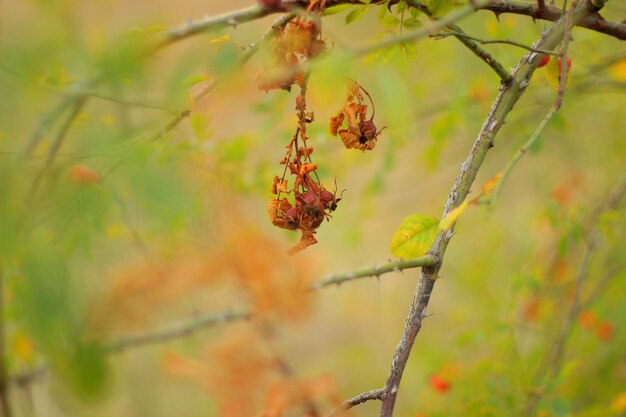Photo close-up d'une plante à fleurs en automne