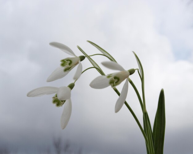 Photo close-up d'une plante à fleurs blanches contre le ciel