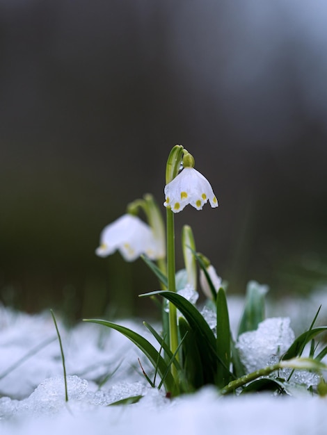 Photo close-up d'une plante à fleurs blanches en hiver