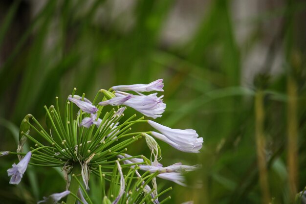 Photo close-up d'une plante à fleurs blanches