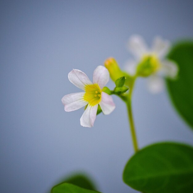Photo close-up d'une plante à fleurs blanches