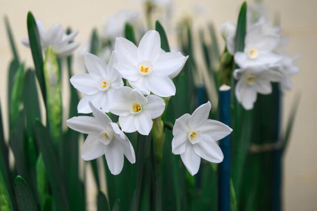 Close-up d'une plante à fleurs blanches