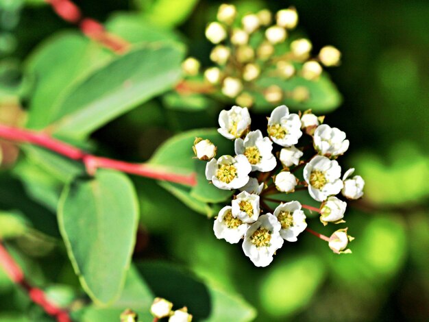 Photo close-up d'une plante à fleurs blanches