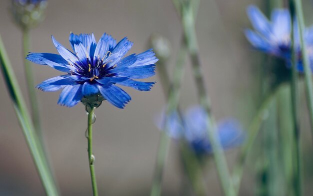 Photo close-up d'une plante à fleurs bleues