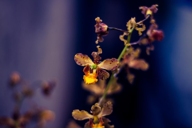 Photo close-up d'une plante à fleurs contre le ciel bleu