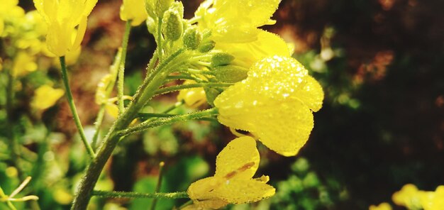 Close-up d'une plante à fleurs jaunes humides