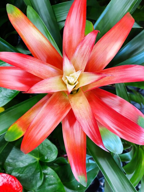 Photo close-up d'une plante à fleurs rouges mélangées bromiliades rouges beauté de la plante tropicale dans la nature vibrante