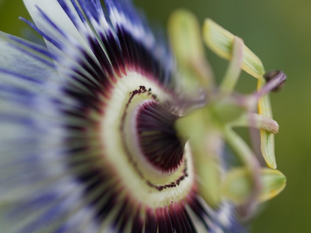 Photo close-up d'une plante à fleurs violettes