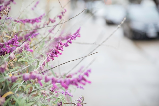 Close-up d'une plante à fleurs violettes