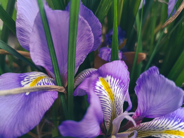 Photo close-up d'une plante à fleurs violettes