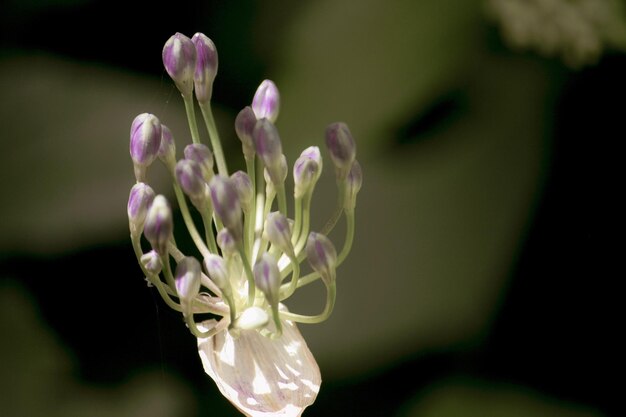 Photo close-up d'une plante à fleurs violettes